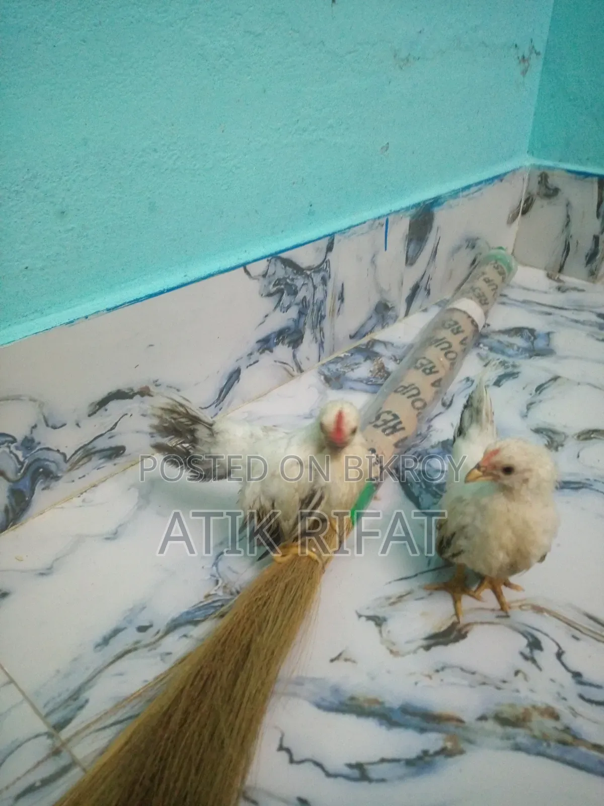 Japanese Bantam chicks.