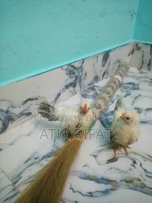 Japanese Bantam chicks.