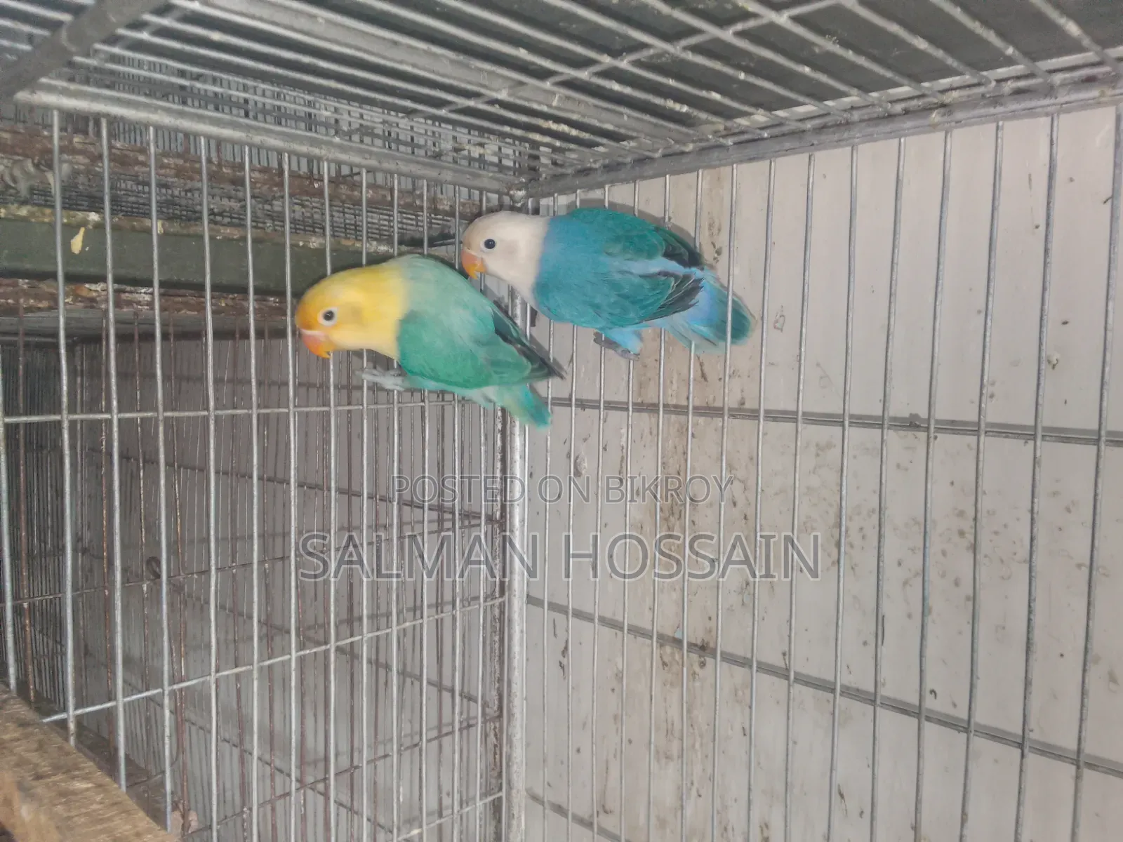 Love Birds