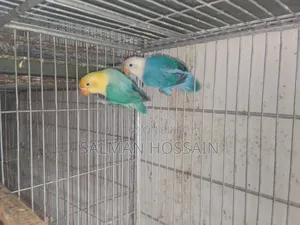 Love Birds