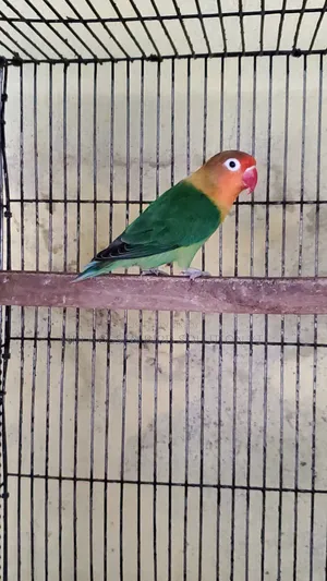 রানিং ১ টা গ্রীন ফিশার ফিমেল