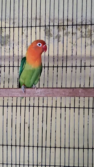 রানিং ১ পিস গ্রীন অপালাইন ফিমেল