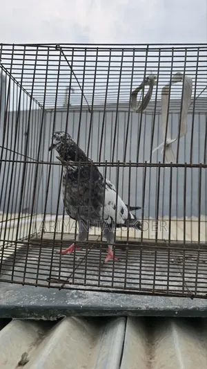 Female Pigeon