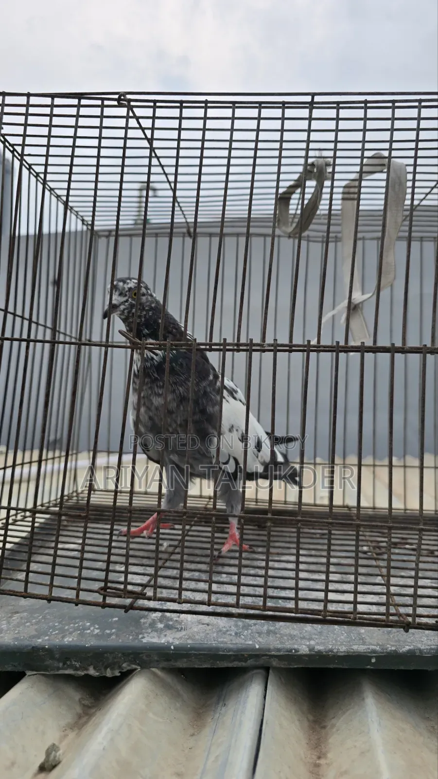 Female Pigeon