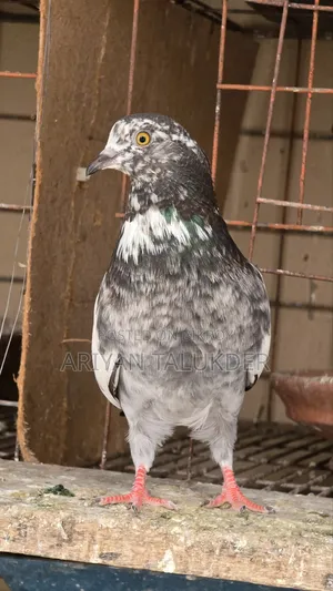 Female Pigeon