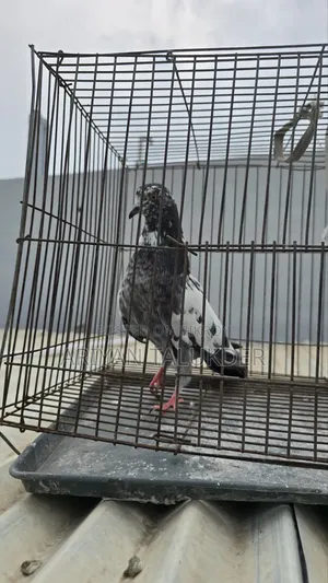 Female Pigeon