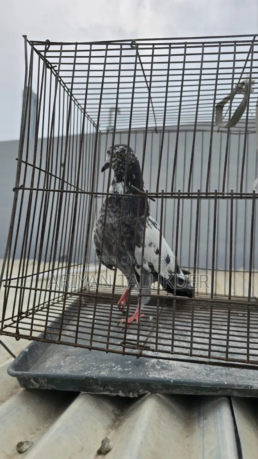 Female Pigeon