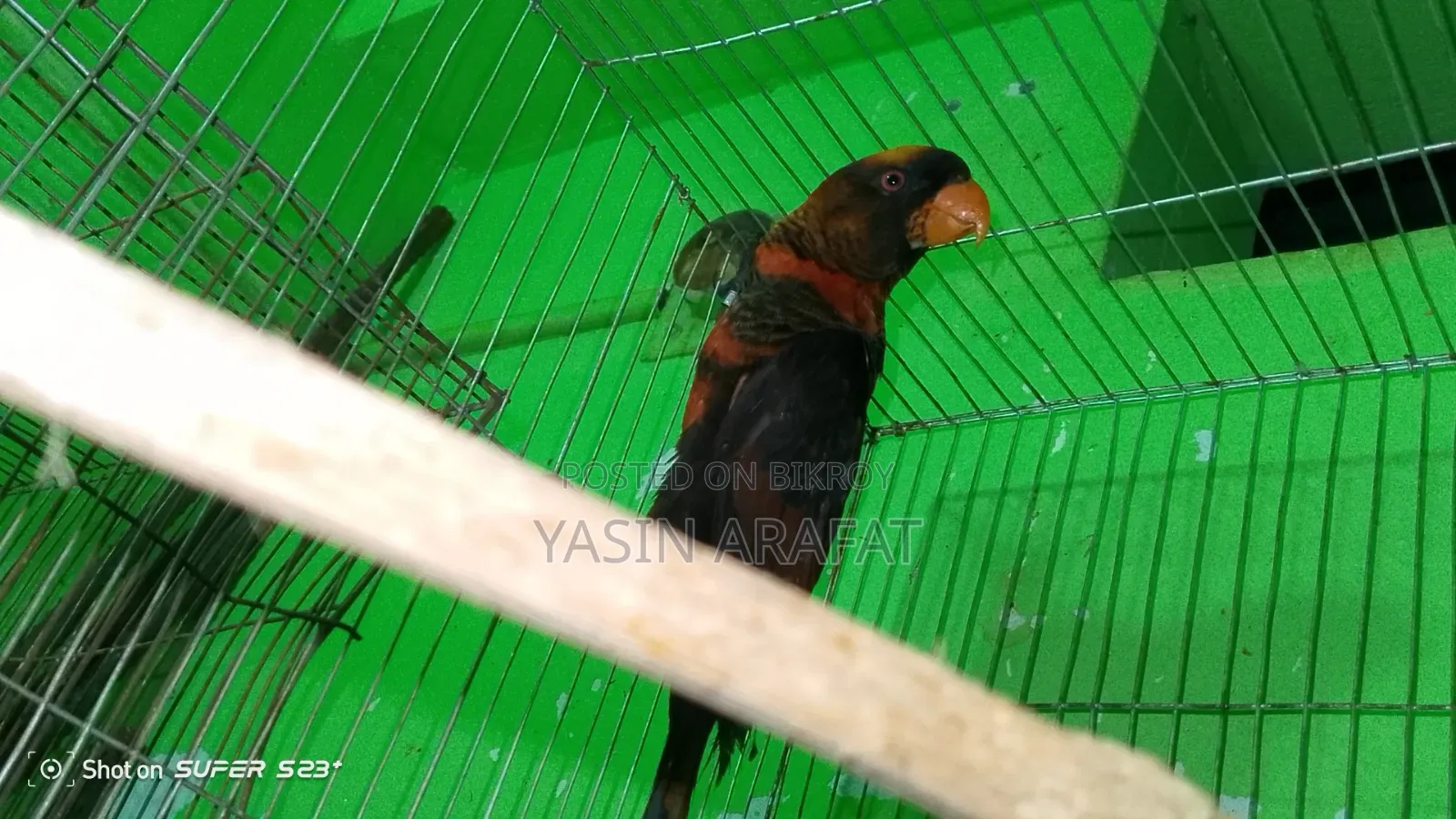 Dusky Lorikeet