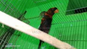 Dusky Lorikeet