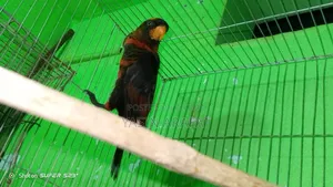 Dusky Lorikeet