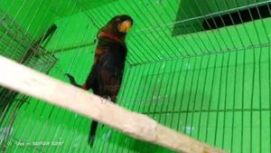 Dusky Lorikeet