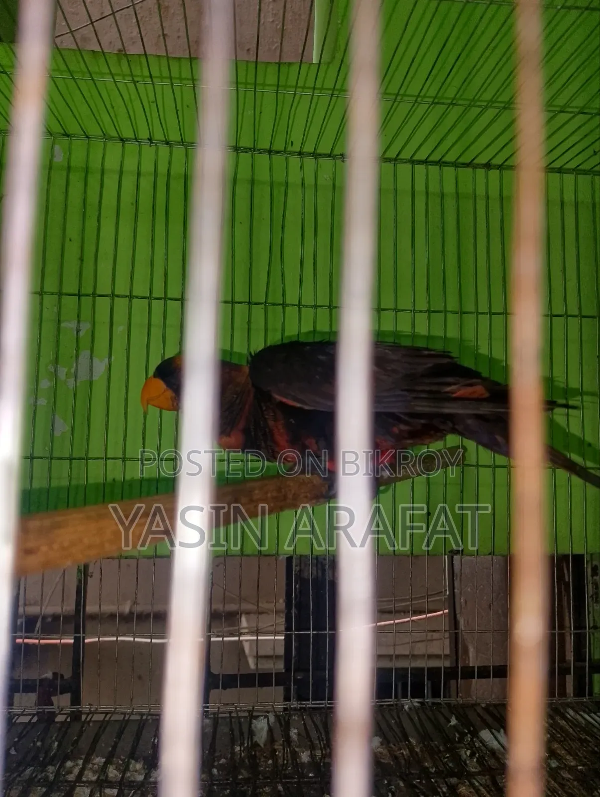 Dusky Lorikeet