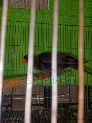 Dusky Lorikeet