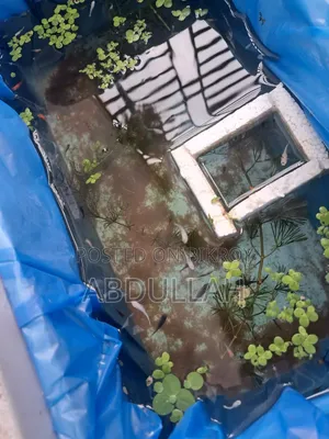 মলি মাছের বাচ্চা
