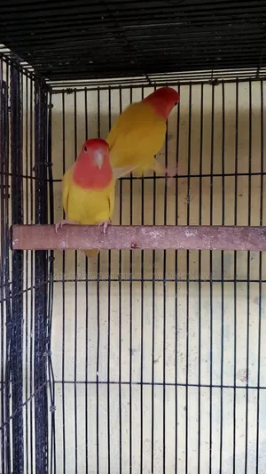 রানিং রেড হেড অপালাইন ১ জোড়া লাভবার্ডস
