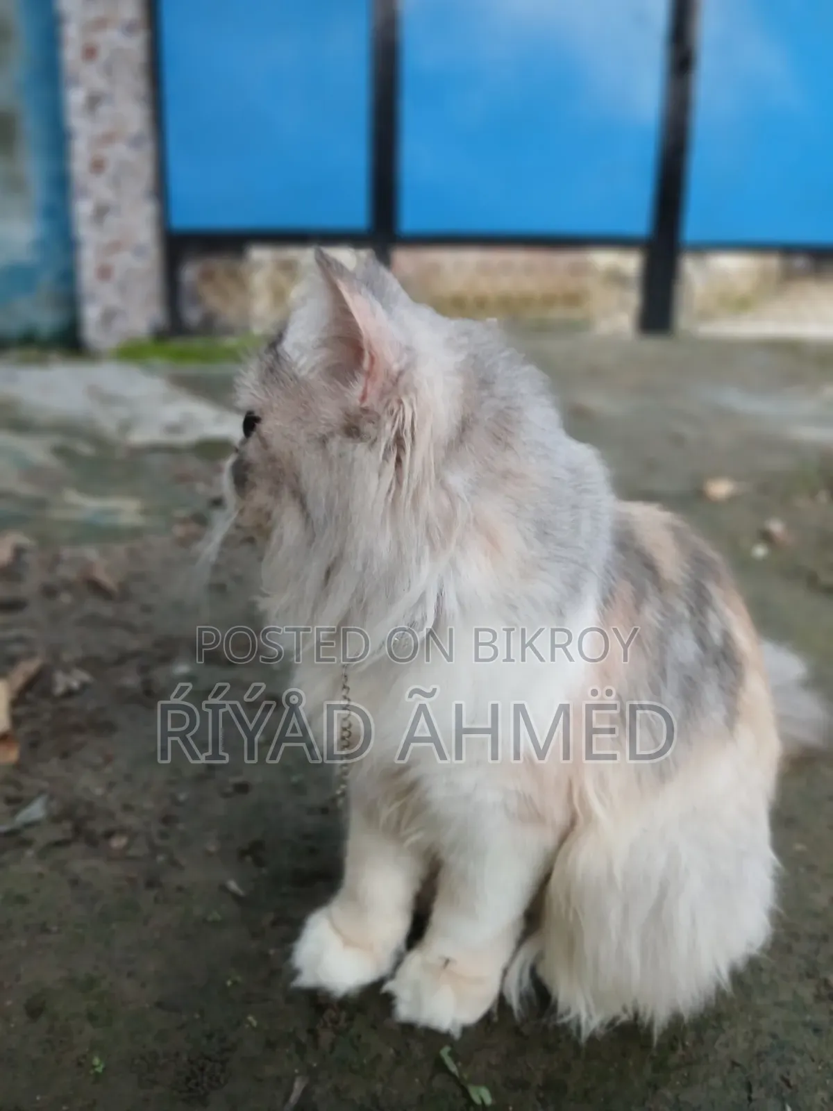 6-12 Months Female Purebred Persian