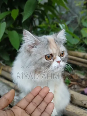 6-12 Months Female Purebred Persian