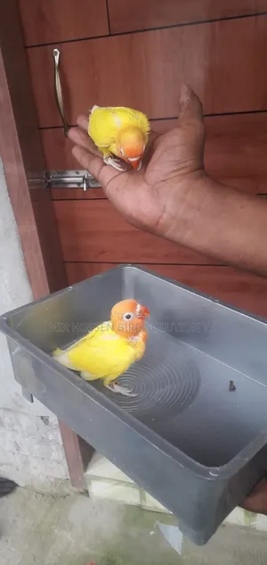 টেম সাইজ ইয়োলো ফিশার লাভবার্ডস বেবি