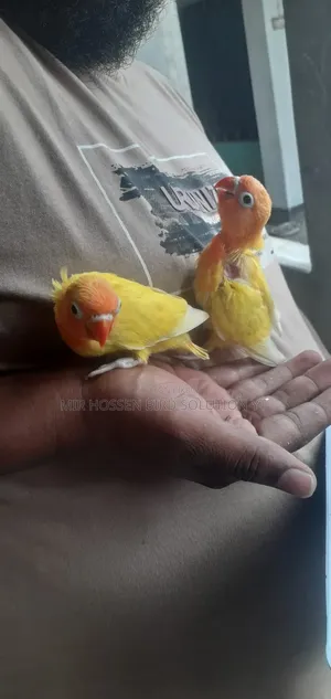 টেম সাইজ ইয়োলো ফিশার লাভবার্ডস বেবি