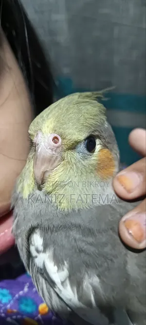 পাখি বিক্রি