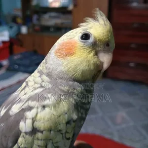 পাখি বিক্রি