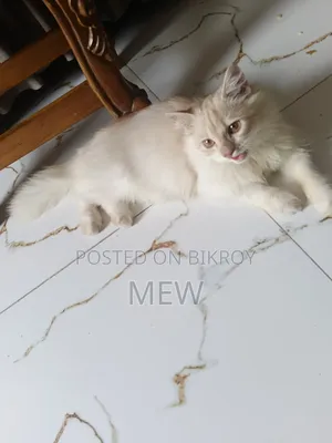 ৩-৬ মাস বয়সী পুরুষ বিশুদ্ধ পার্সিয়ান বিড়াল