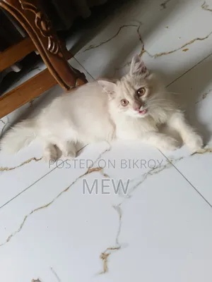 ৩-৬ মাস বয়সী পুরুষ বিশুদ্ধ পার্সিয়ান বিড়াল