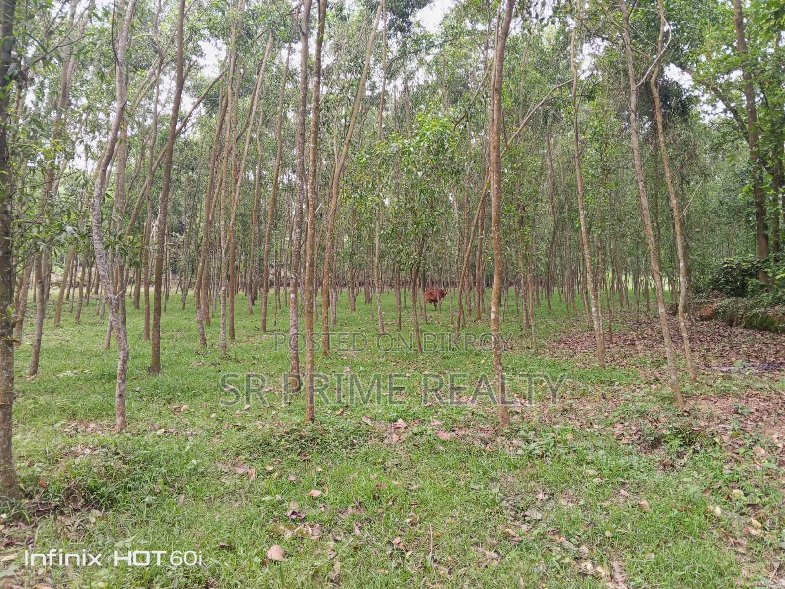 127 Decimal Land with Garden next to 20 ft Road - Kaliakair, Jathila
