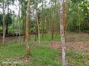 127 Decimal Land with Garden next to 20 ft Road - Kaliakair, Jathila