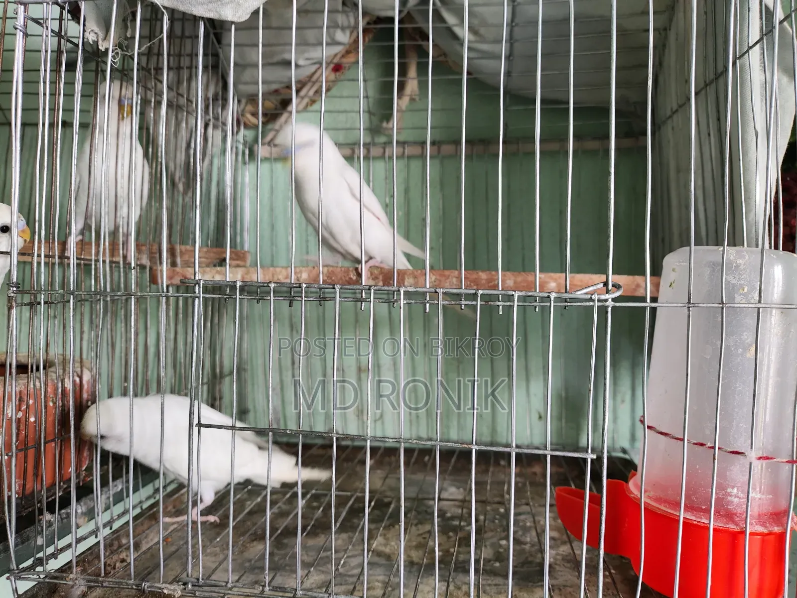Albino 3 pairs of Budgie birds for sale, those interested please contact