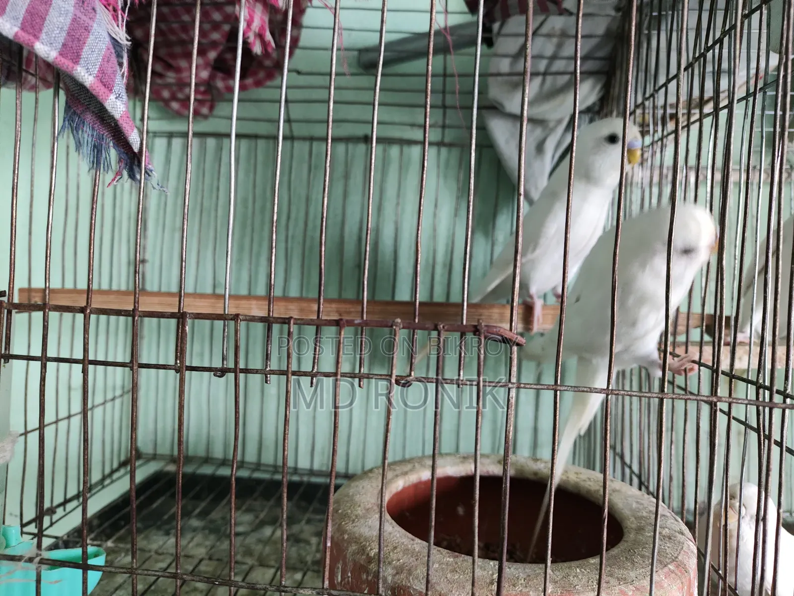 Albino 3 pairs of Budgie birds for sale, those interested please contact