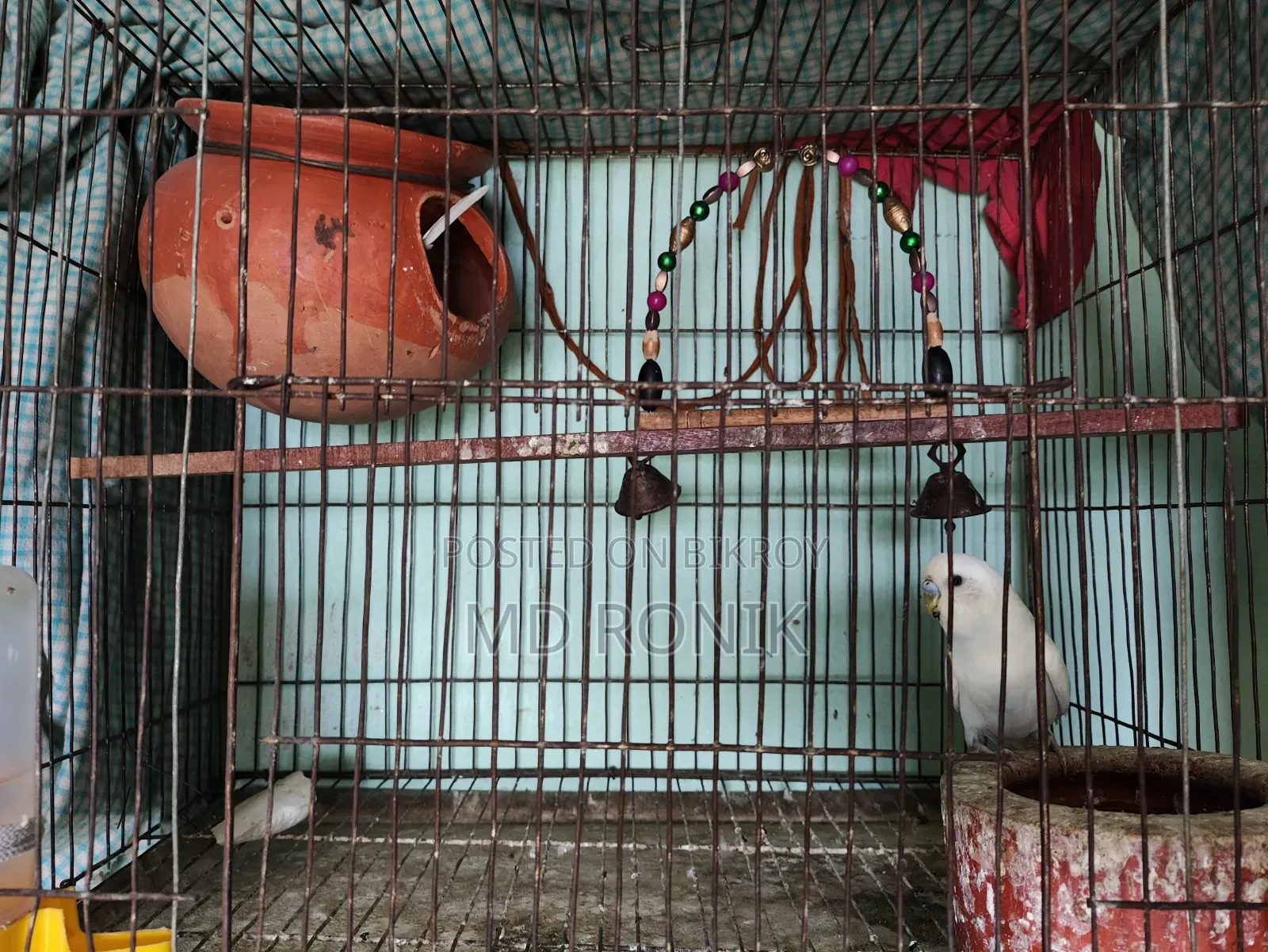 Albino 3 pairs of Budgie birds for sale, those interested please contact