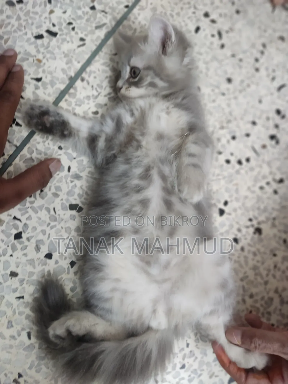 পার্সিয়ান বিড়াল