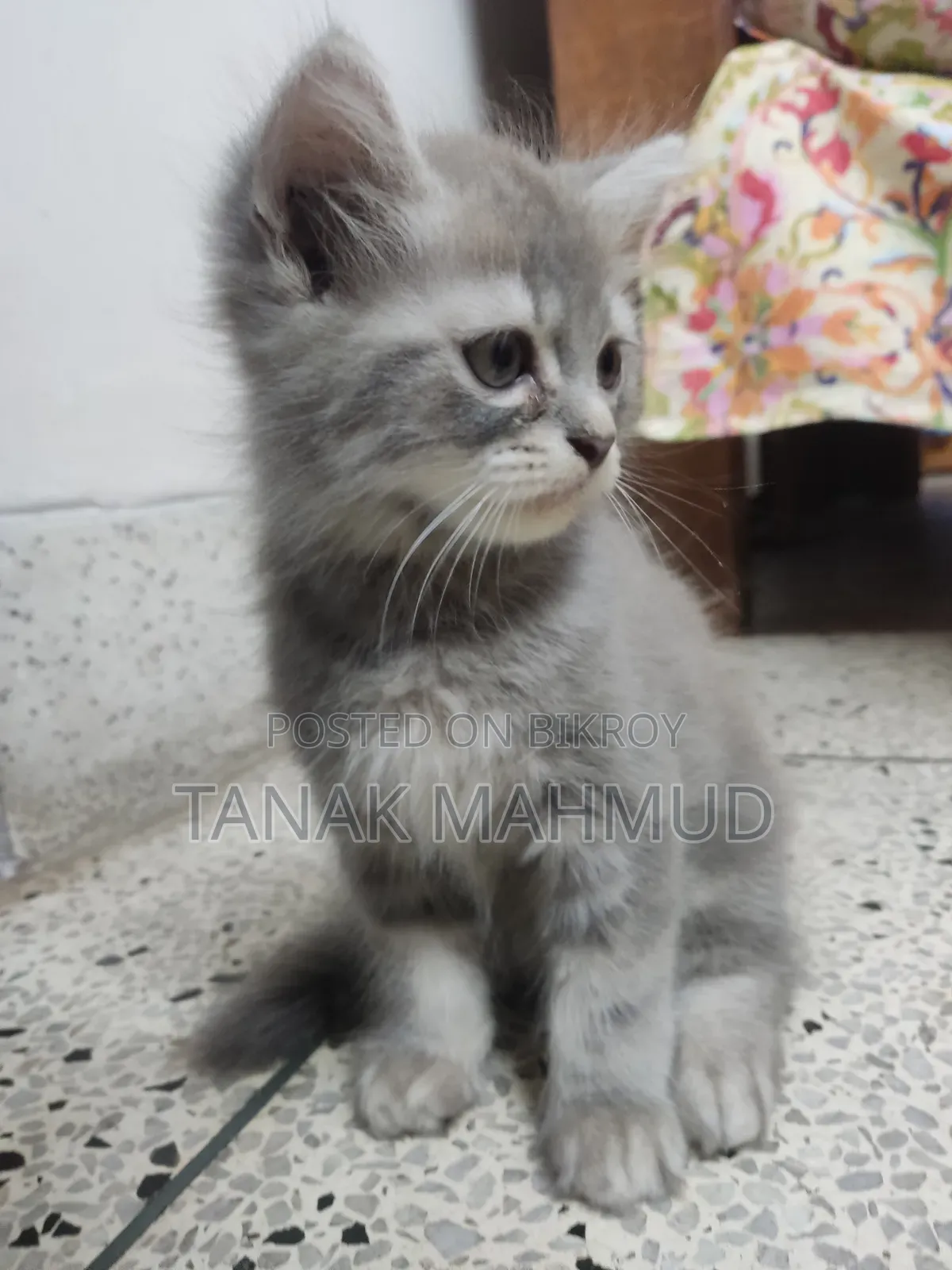 পার্সিয়ান বিড়াল