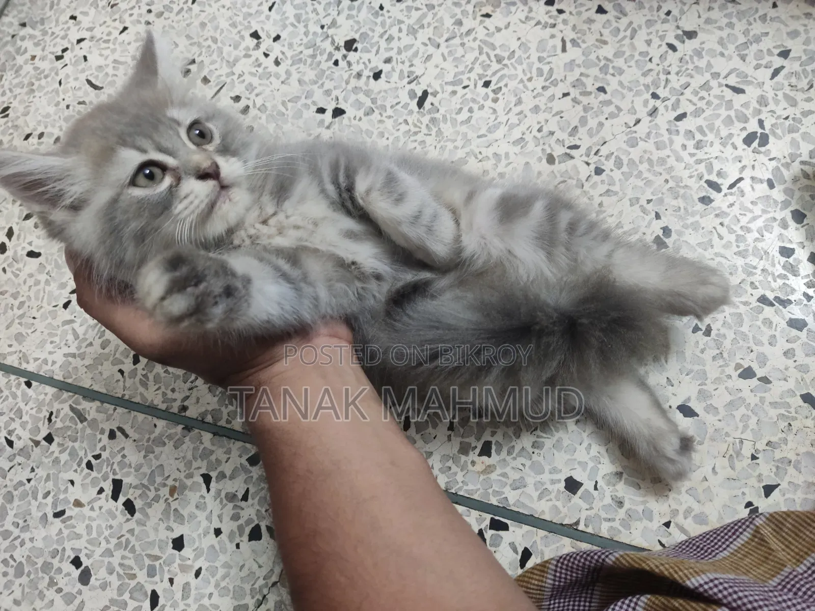 পার্সিয়ান বিড়াল