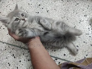 পার্সিয়ান বিড়াল