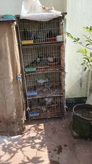 কবুতর খাচা