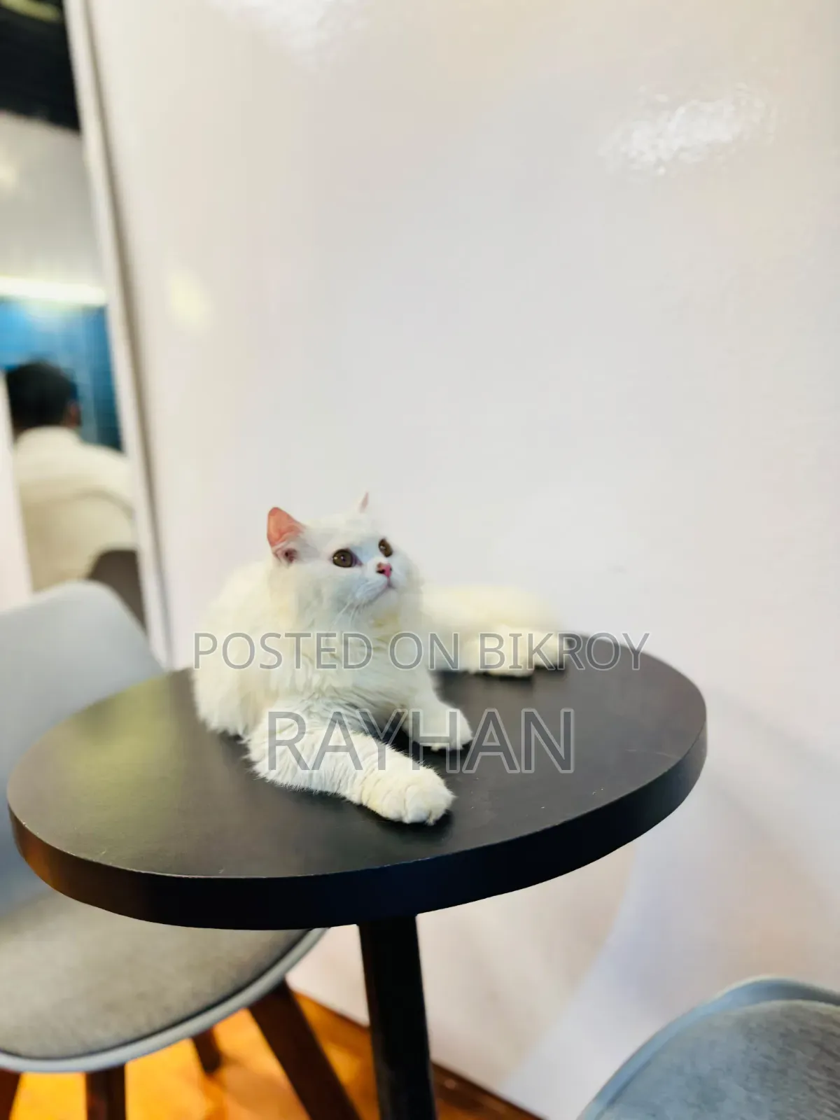 3-6 Months Female Purebred Persian