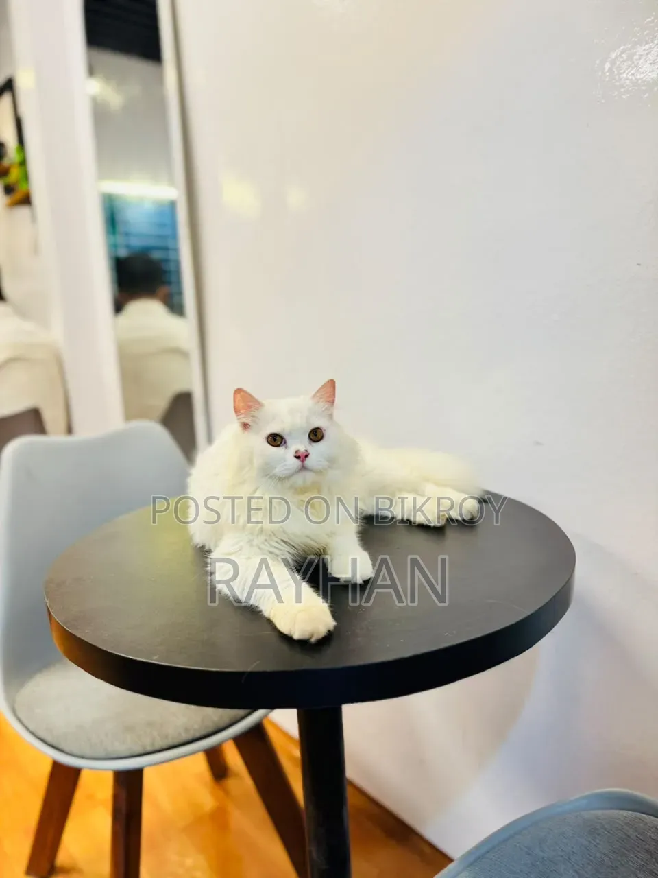 3-6 Months Female Purebred Persian