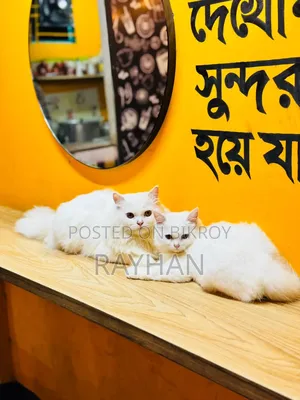 3-6 Months Female Purebred Persian