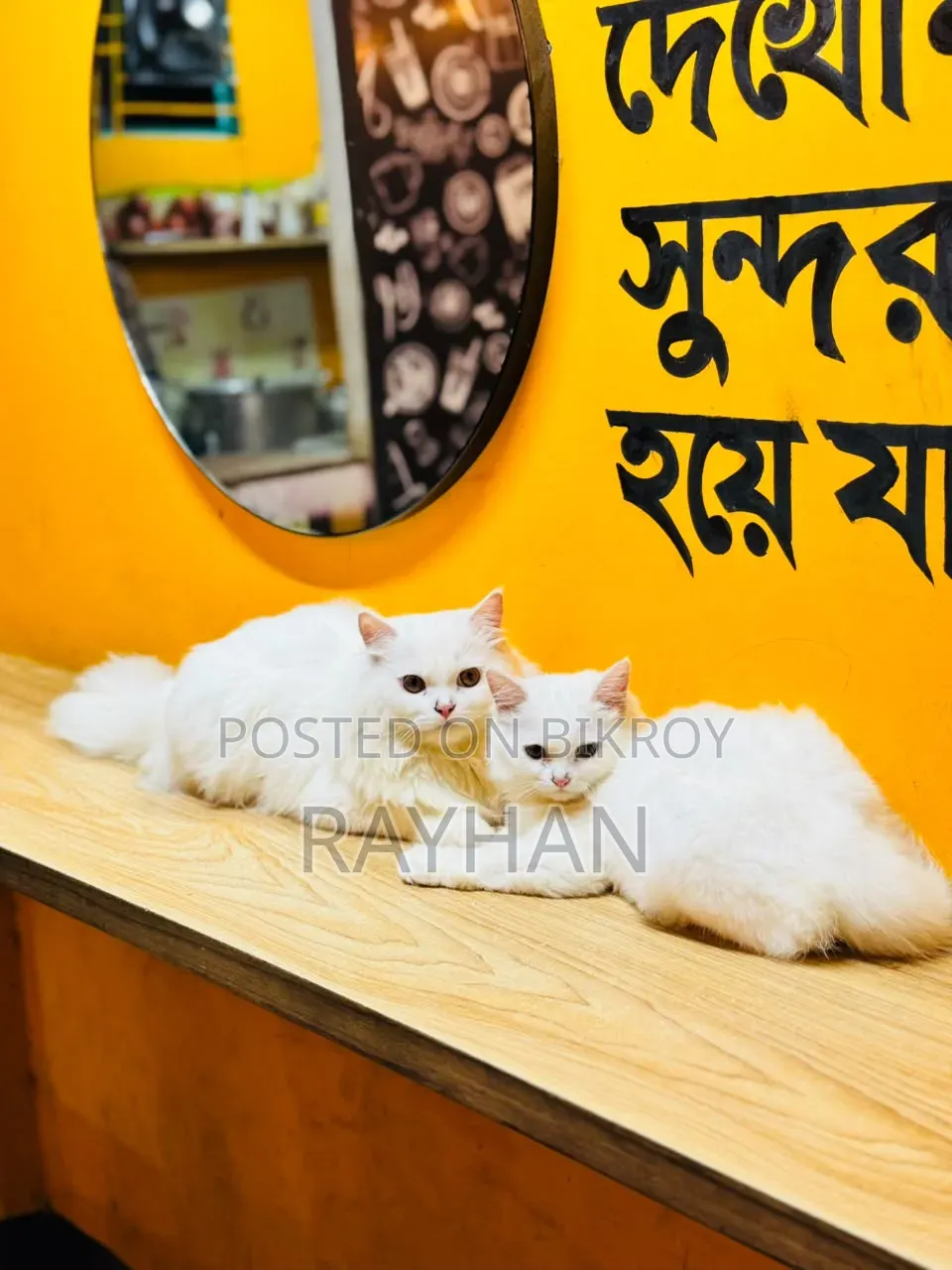 3-6 Months Female Purebred Persian