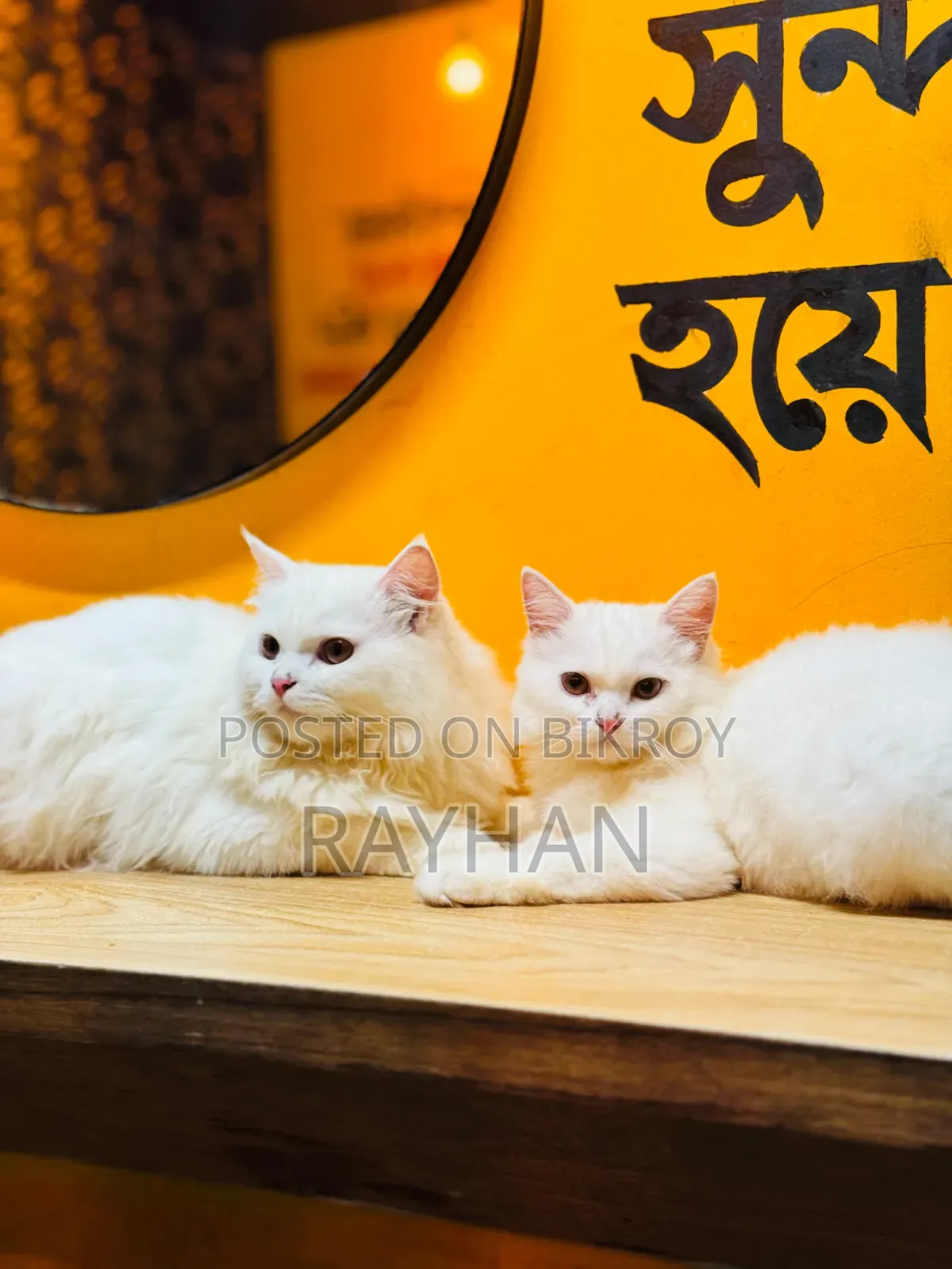 3-6 Months Female Purebred Persian