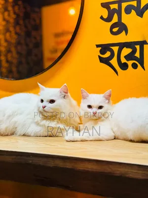 3-6 Months Female Purebred Persian