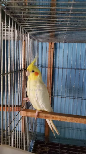 ককাটেল মেল