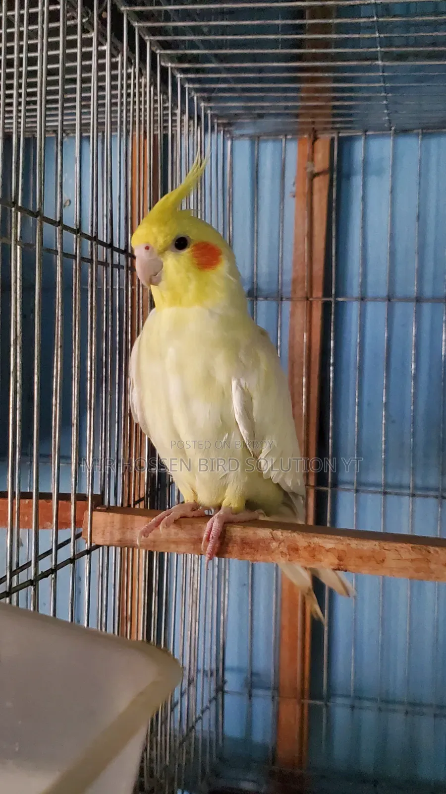 ককাটেল মেল