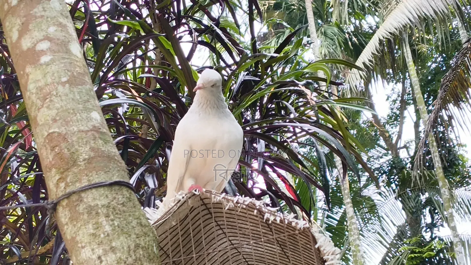 পাংখি ও দুধ খাকি নর