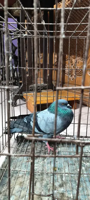 নর কবুতর, একদম ফ্রেশ