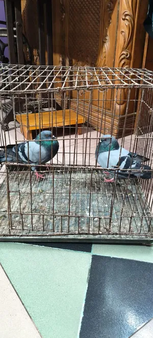 নর কবুতর, একদম ফ্রেশ