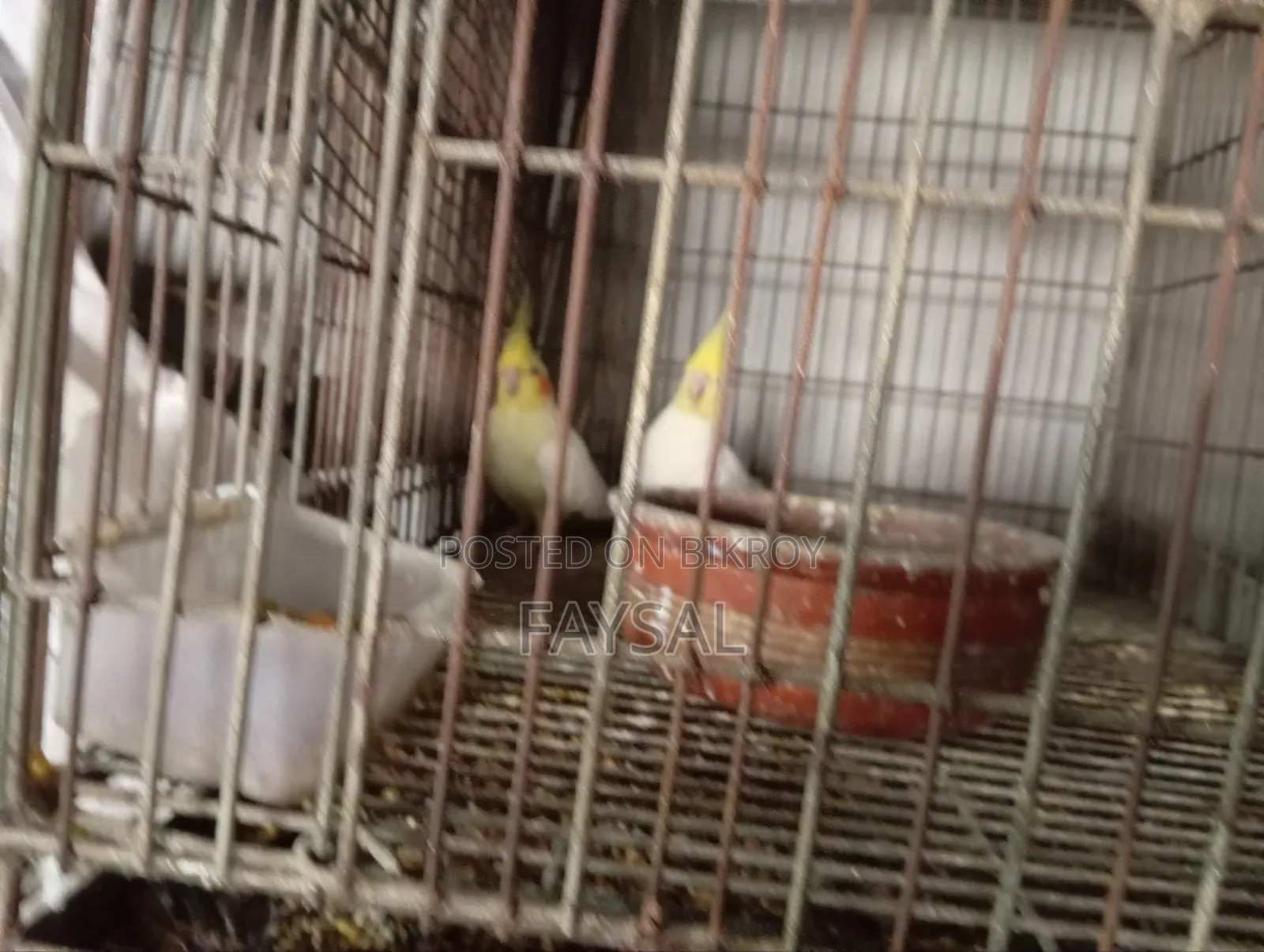 রানিং ডিম বাচ্চা করা কোকাটের জোড়া