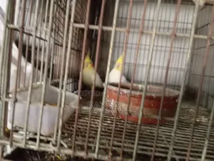 রানিং ডিম বাচ্চা করা কোকাটের জোড়া